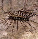 Cave Scorpion